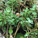 Alyssum montanum Minutissima