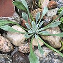 Physaria arctica