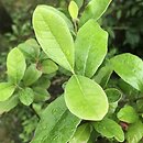 Feijoa sellowiana