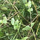Euphorbia terracina