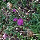 Carduus defloratus ssp. defloratus