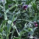 Cynoglossum (ostrzeń)