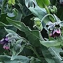 Cynoglossum officinale (ostrzeń pospolity)
