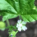 Malva parviflora (ślaz drobnokwiatowy)