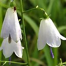 Adenophora liliifolia (dzwonecznik wonny)