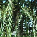 Elymus (perz)