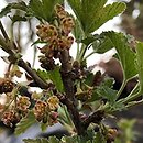 Ribes spicatum (porzeczka czerwona)