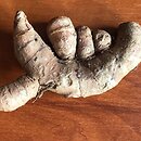 Curcuma longa (ostryż długi)