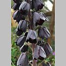 Fritillaria persica (szachownica perska)