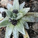 Plantago nivalis (babka śnieżna)