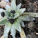 Plantago (babka)