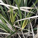 Carex umbrosa (turzyca cienista)