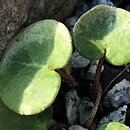 Soldanella villosa
