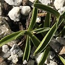 Gentiana froelichii ssp. zenariae