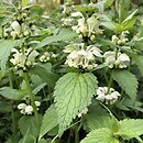 Lamium album (jasnota biała)