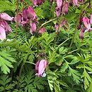 Dicentra formosa (serduszka piękne)
