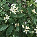 Lonicera tatarica (wiciokrzew tatarski)