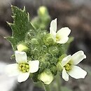 Draba magellanica