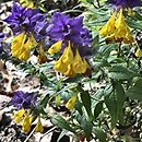 Melampyrum nemorosum (pszeniec gajowy)