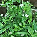 Moehringia trinervia (możylinek trójnerwowy)