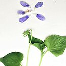 Viola ×dubia