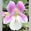 Erythranthe naiandina