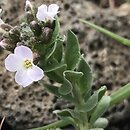 Boechera fecunda