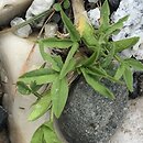 Trifolium alpinum (koniczyna alpejska)