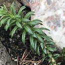 Rhodiola kirilowii