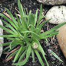 Armeria maritima ssp. sibirica