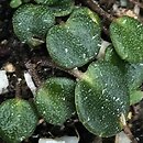 Soldanella minima