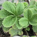 Potentilla brachypetala