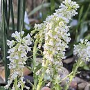 Noccaea nevadensis