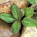 Salvia nutans (szałwia zwieszona)