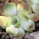 Prometheum sempervivoides