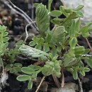 Astragalus hypoglottis ssp. gremlii