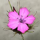 Dianthus cruentus (goździk krwisty)