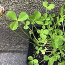 Trifolium thalii