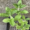 Teucrium arduini