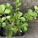 Potentilla geoides