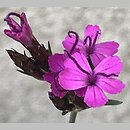 Dianthus pontederae