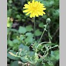 Sonchus tenerrimus