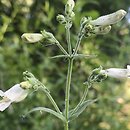 Penstemon pallidus