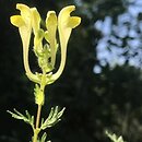 Scutellaria pinnatifida
