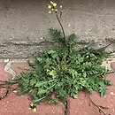 Diplotaxis muralis (dwurząd murowy)