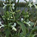 Stachys annua (czyściec roczny)