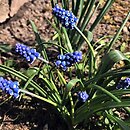 Muscari aucheri (szafirek Auchera)