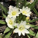 Lewisia nevadensis (lewizja newadeńska)