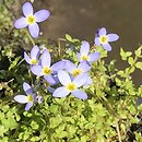 Houstonia caerulea (houstonia błękitna)