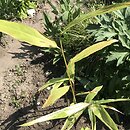 Alpinia galanga (galangal)